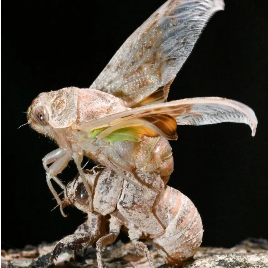 The cicada task force catching cicadas and throwing them into soapy water at a light trap next to Block 321 Tampines Street 33 on April 23.