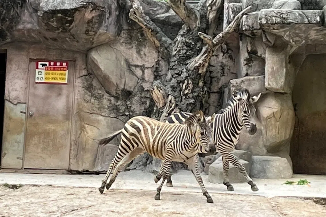 Sero (right) and his late partner, Coco (left), who died on Oct 16. 