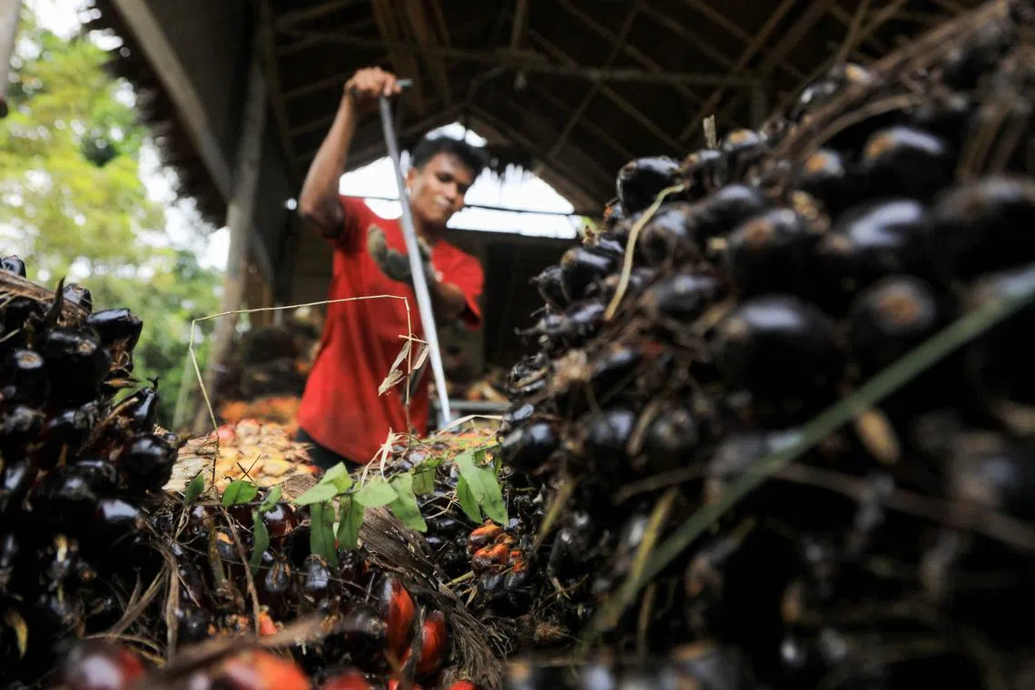 A worker arranges palm oil fruits at a collection centre in Kutamakmur, Aceh on November 7, 2021. (Photo by Azwar Ipank / AFP)