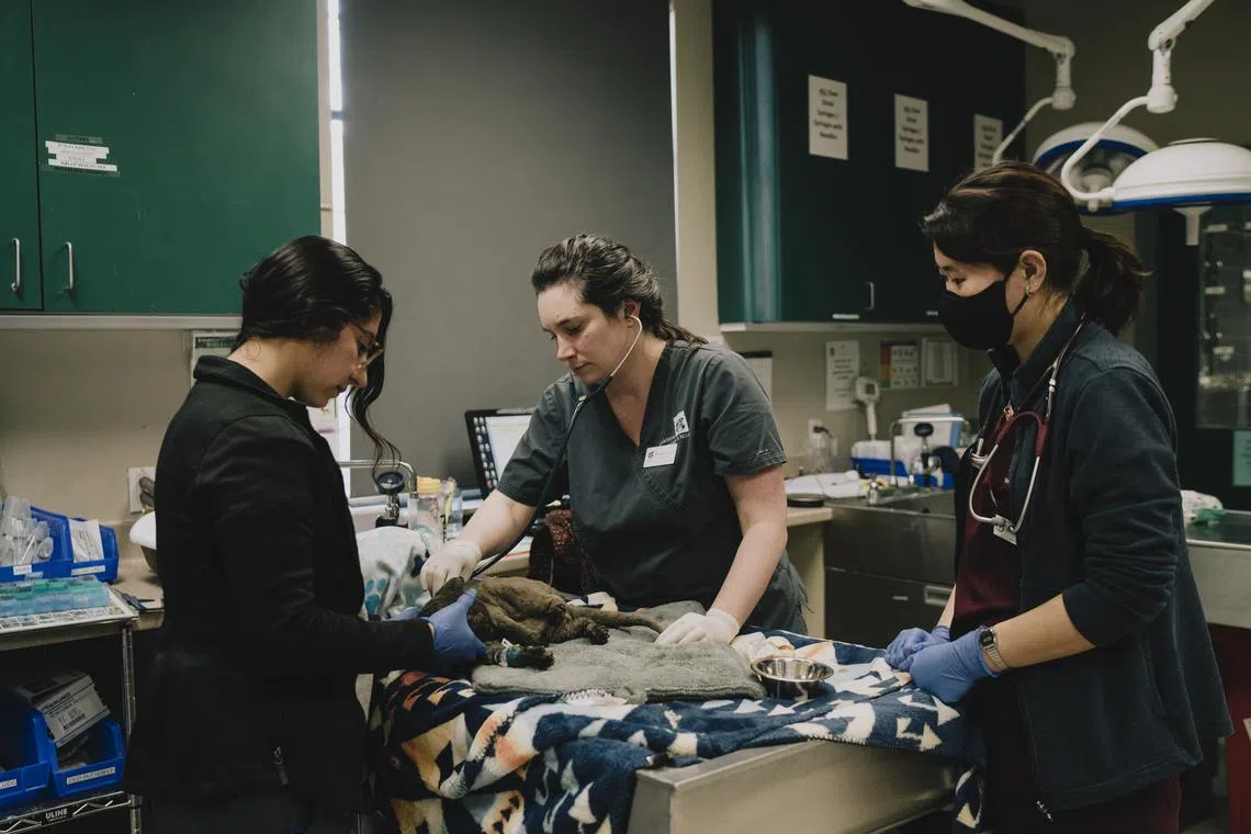 (From left) Veterinary technician Sonjya Tejeda, Dr. Anna Sarfaty, and veterinary medicine student Shelby Suzuki care for a cat found with burns in the Eaton fire at the Pasadena Humane Society on Jan 10.
