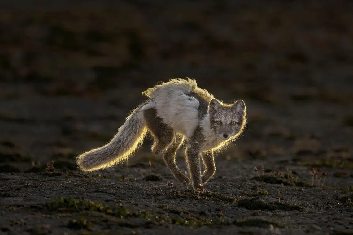 Highly Commended (Category: Animal Portraits)                                                                                        Arctic fox in its ragged summer coat, backlit by the low, midnight sun in Cunningham Inlet, Somerset Island, Nunavut, Canada. Despite missing half a hind leg, it appeared to be doing well and moving across a tundra. In the Canadian Arctic, the summer of continuous daylight was nearly over and in a few months darkness would prevail and temperatures would plummet to -40˚C. Arctic foxes don’t hibernate, but instead grow thick, white winter coats that camouflage well with the snow.