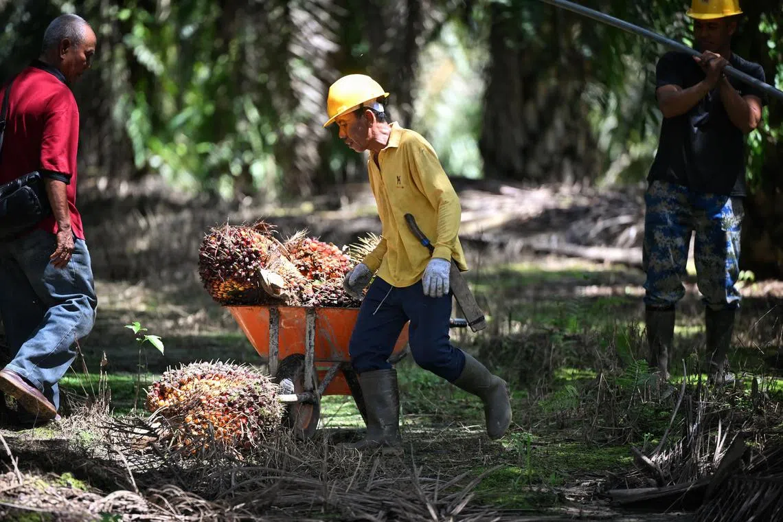 Workers harvesting palm oil fruits at a plantation in Sanggau, West Kalimantan.


/Insight on the palm oil industry in Pontianak, West Kalimantan, Indonesia, from June 4 to June 9, 2024.