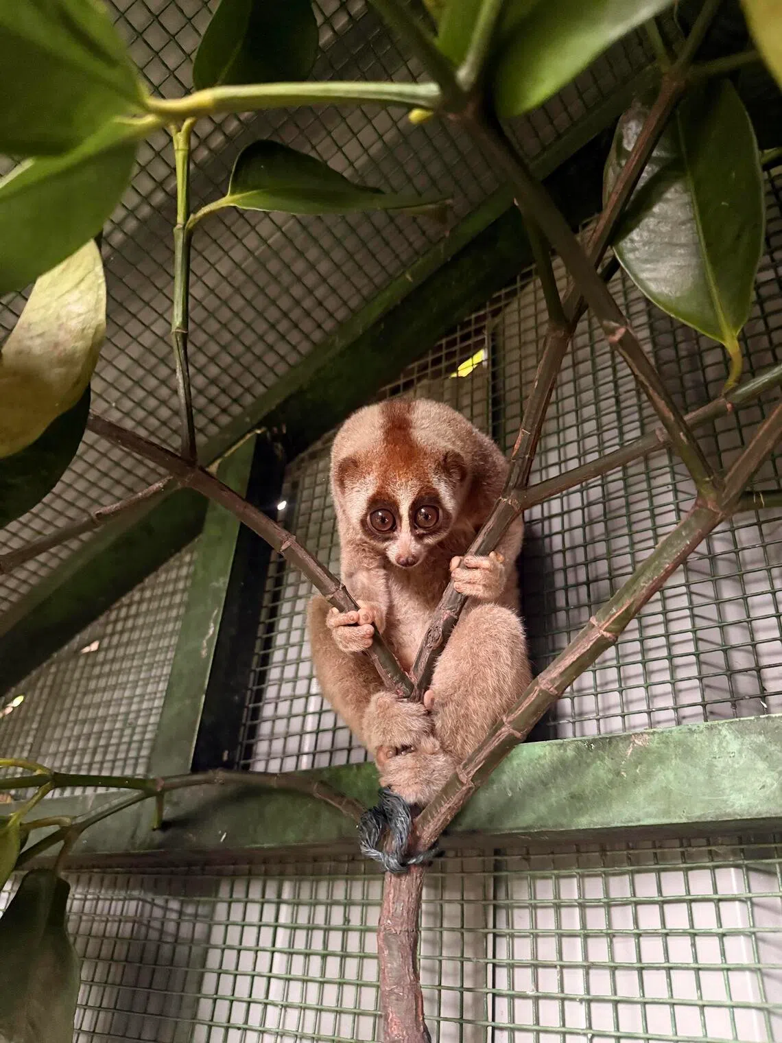 aqslow - A Sunda slow loris rescued on May 26, 2026, was rehabilitated for two months at the ACRES Wildlife Rescue Centre in Jalan Lekar.
Credit: ACRES