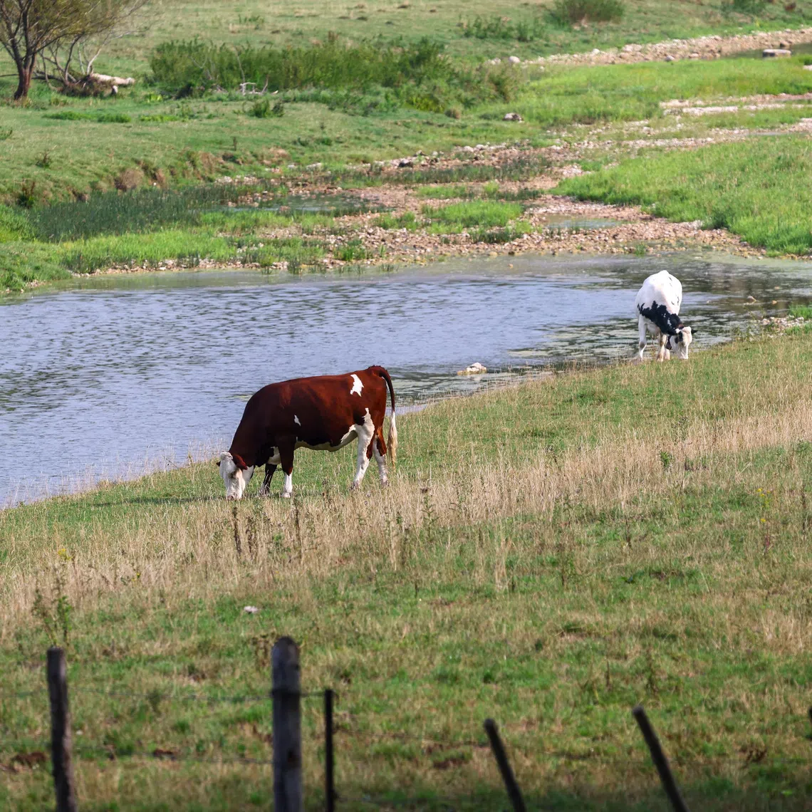 Shamonda is a livestock virus that reached Europe this year decades after first being detected in Nigeria.