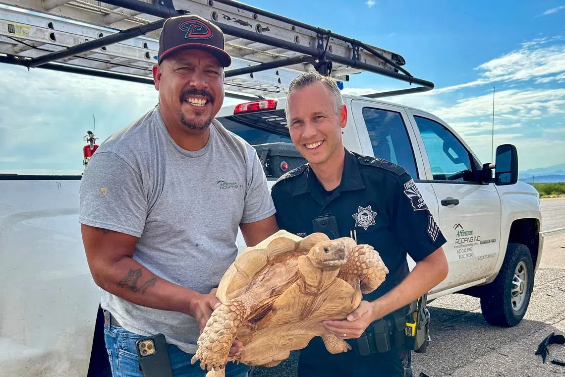 The tortoise had broken out of his enclosure and fences at the nearby Rooster Cogburn Ostrich Ranch, before making a run for it. 