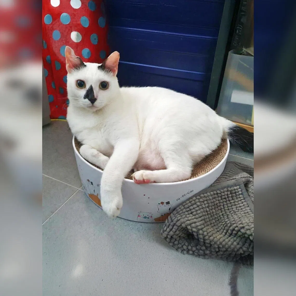 Kumo, a male white domestic shorthair, is looking for a forever home.