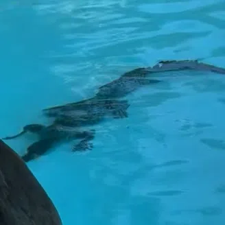 A video posted on social media showed the juvenile carnivore lying on the bottom of the pool at the Sheraton Grand Mirage Resort in Port Douglas, Queensland.