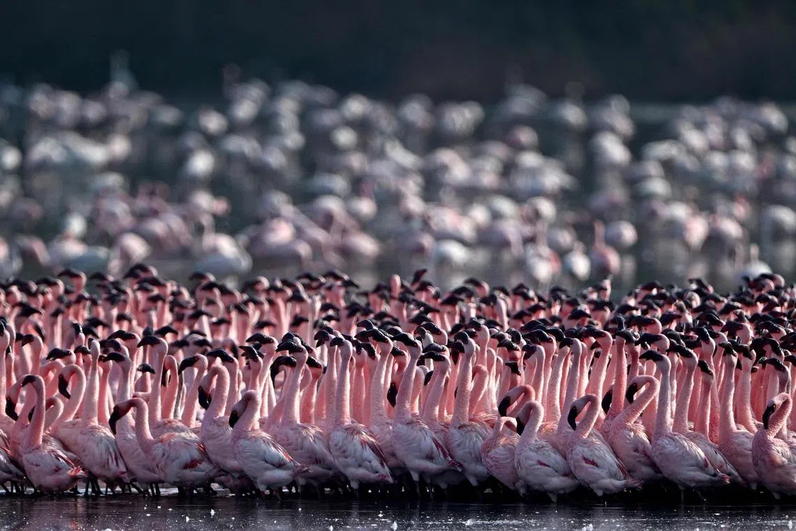 A flamboyance of of flamingos are pictured in a pond in Navi Mumbai, India on May 12, 2026. 