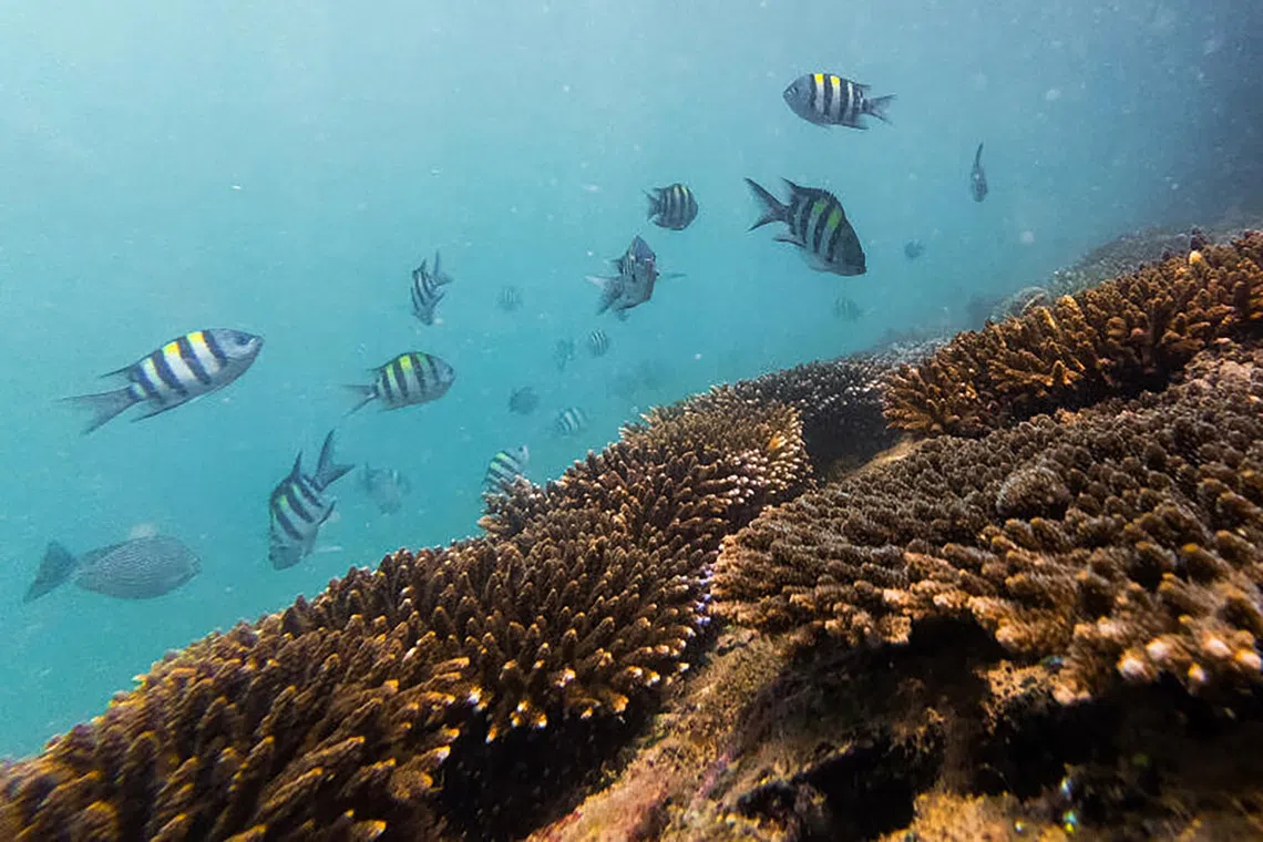 Corals at Sisters? Islands Marine Park floating boardwalk, Singapore?s first Mission Blue Hope Spot, on Sept 30, 2026.