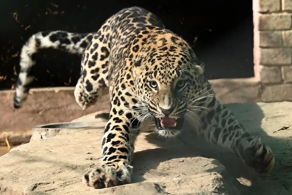 The leopard on the loose in Islamabad lightly injured four people before it was captured by officials.