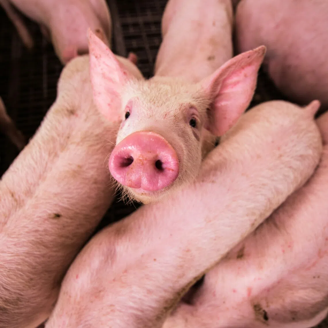 The government culled 1,423 pigs from the affected farm.