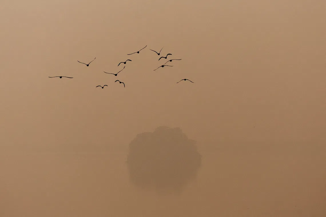 A flock of birds flying past a tree on a smoggy morning amid ongoing air pollution in New Delhi, India on Nov 10, 2025. 