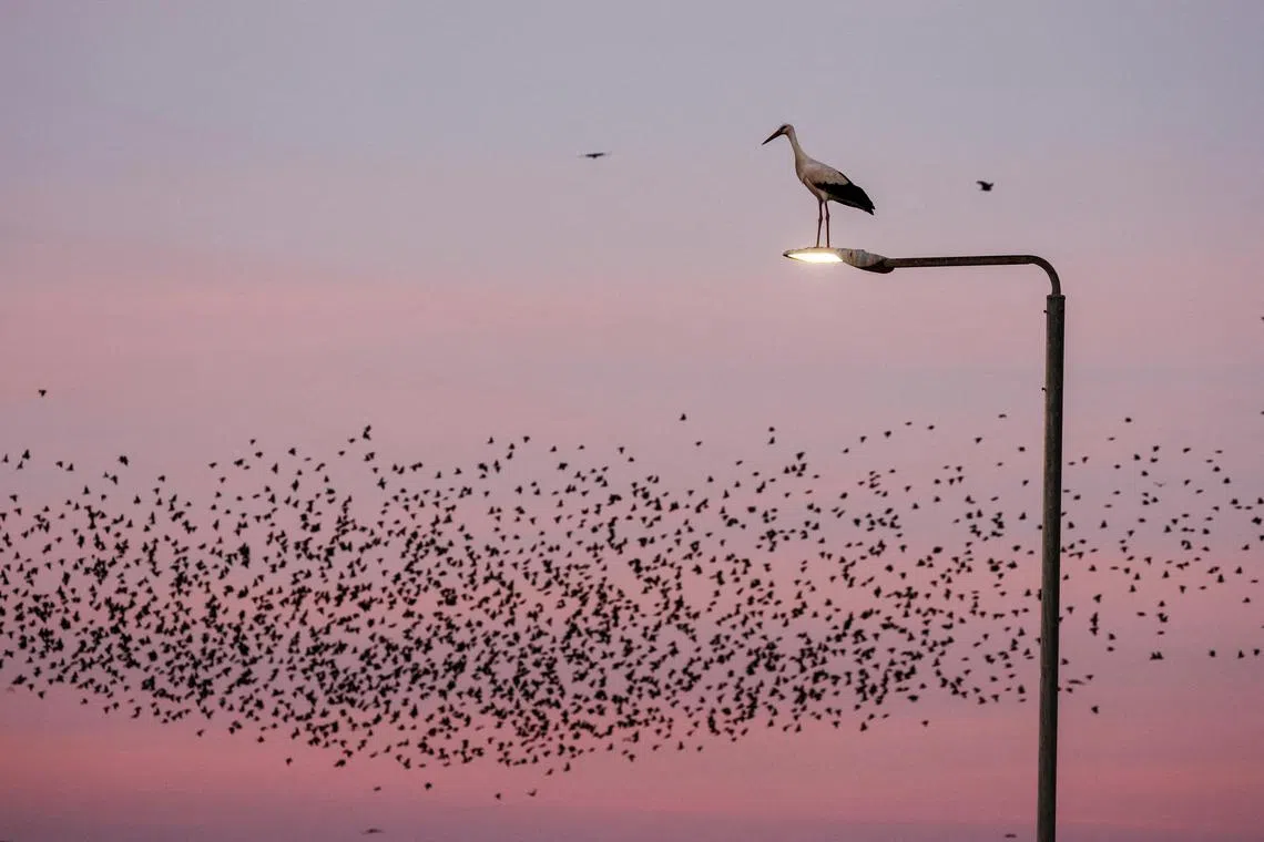 A stork rests on a road light as starlings fly at the sky behind it near the southern city of Beer Sheva, Israel January 11, 2023.     