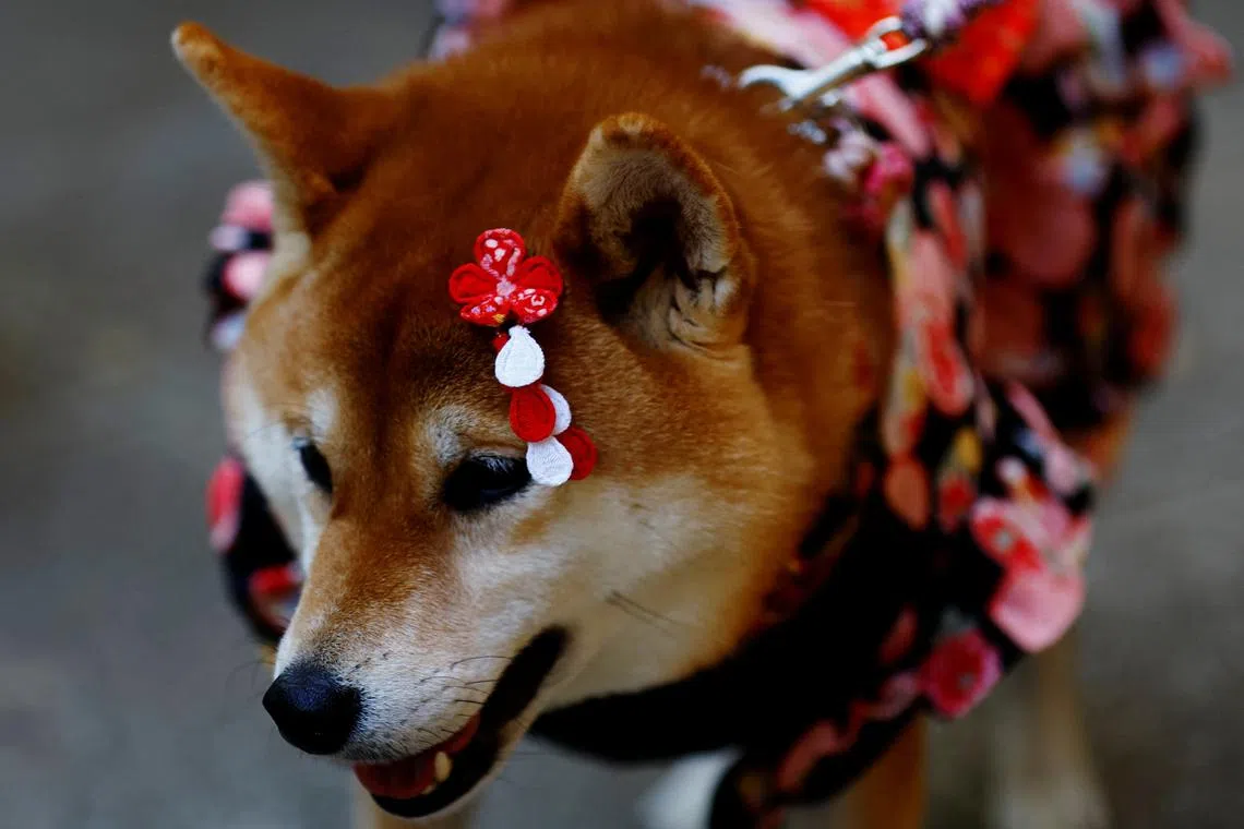 A pet dog arriving with its owner for a Shichi-Go-San blessing, traditionally performed for young children to ask for health and happiness, at Zama Shrine in Zama, Kanagawa Prefecture, near Tokyo, Japan Nov 14, 2023. 