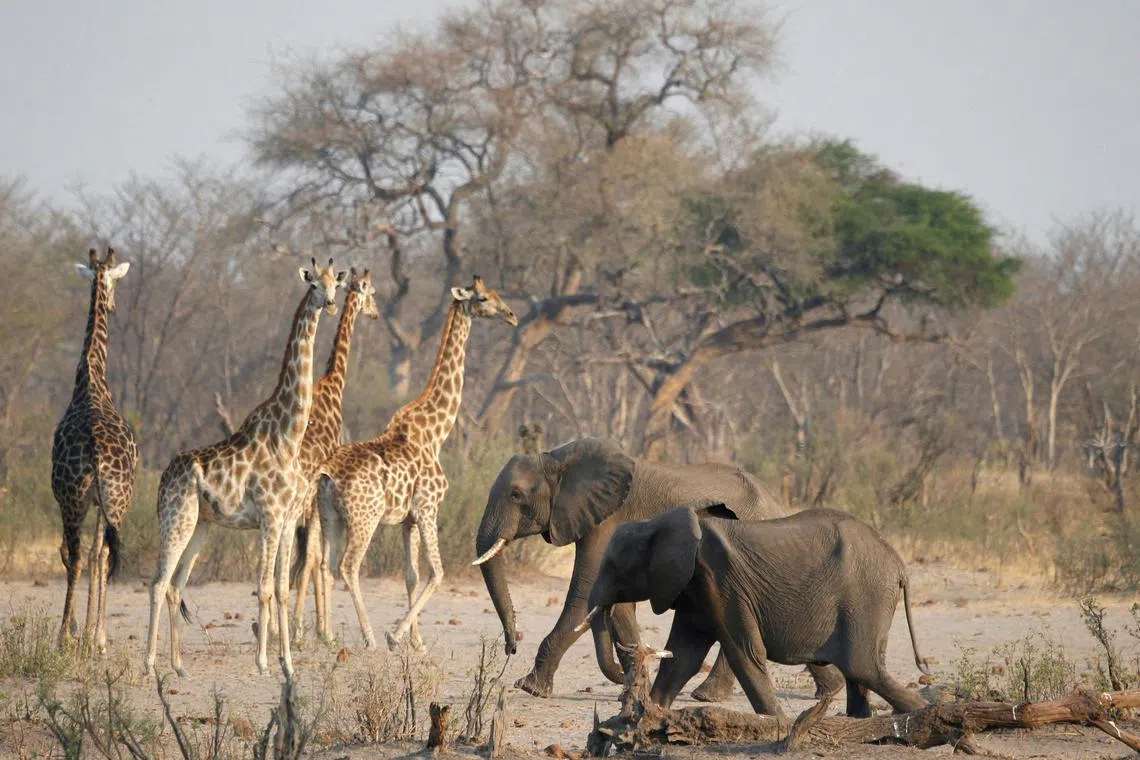 More than 200,000 elephants are estimated to live in a conservation area spread over five southern African countries.