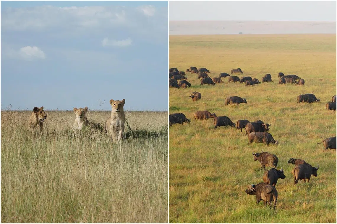 A pride of lions (left) and a herd of buffalo grazing in the Maasai Mara National Reserve.
