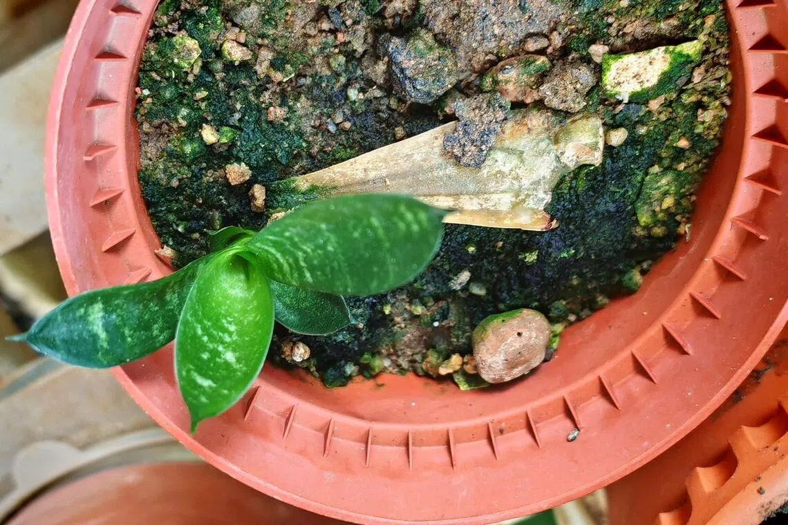 To propagate a snake plant, divide the mother plant into smaller sections.