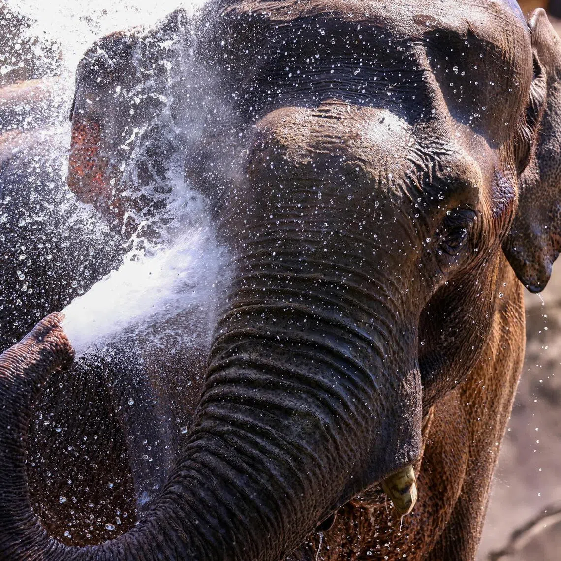 Between 1,320 and 1,635 Sumatran elephants are estimated to remain in the wild across Sumatra.