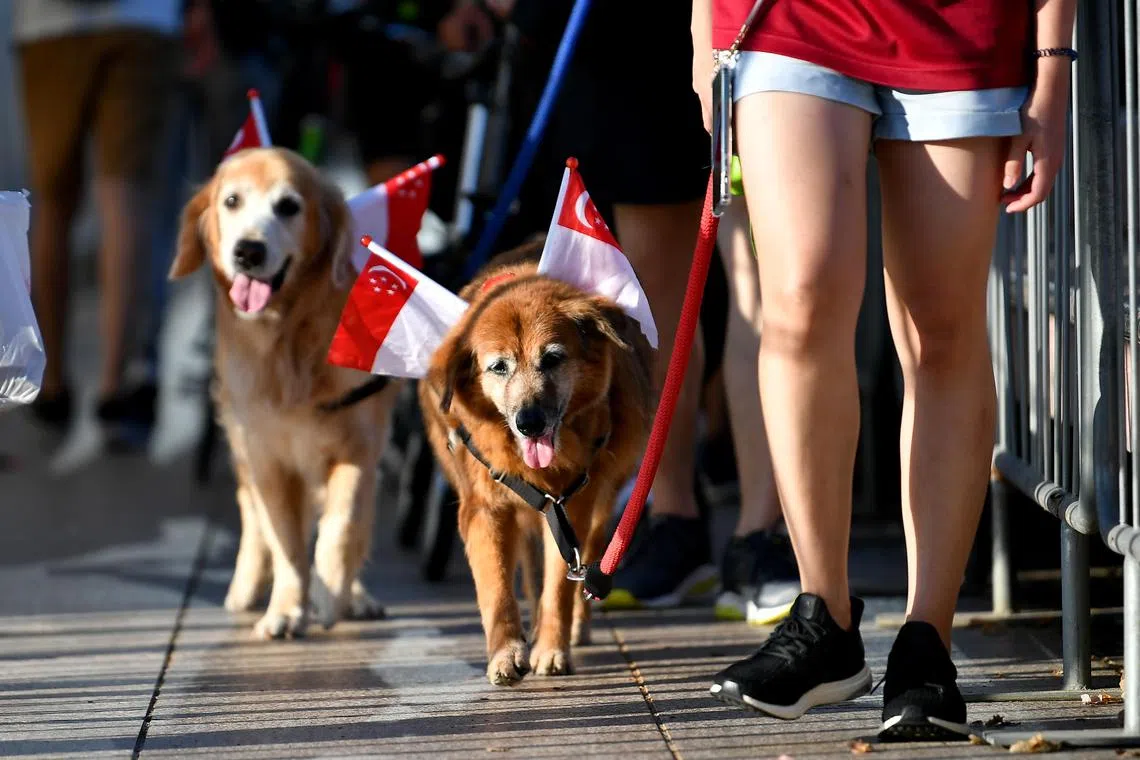 Most animal shelters in Singapore have a variety of mixed-breed pets and the occasional purebreds available for adoption.