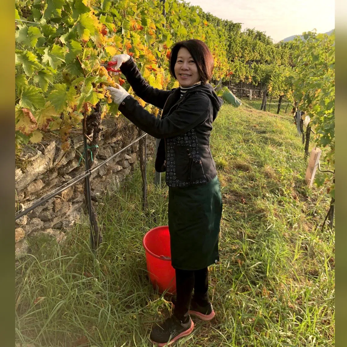 Ms Caryn Tang harvesting grapes in Austria on a perfect weekend in early October 2023. 
