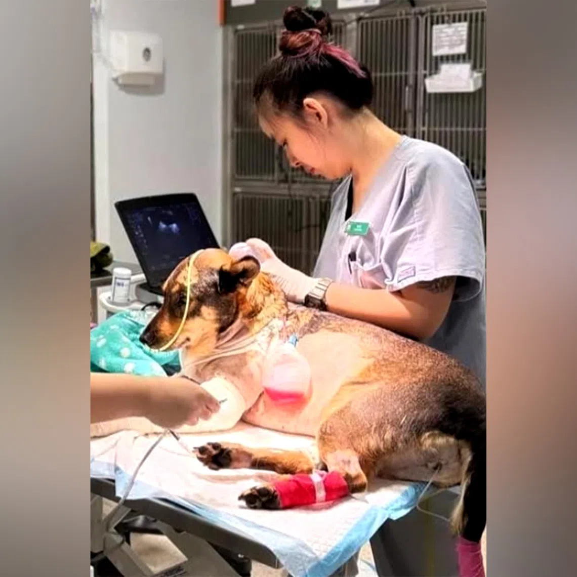 To put it simply, if a veterinarian acts as the doctor, the veterinary nurse is the nurse, phlebotomist, radiographer, surgical assistant and caregiver all rolled into one.