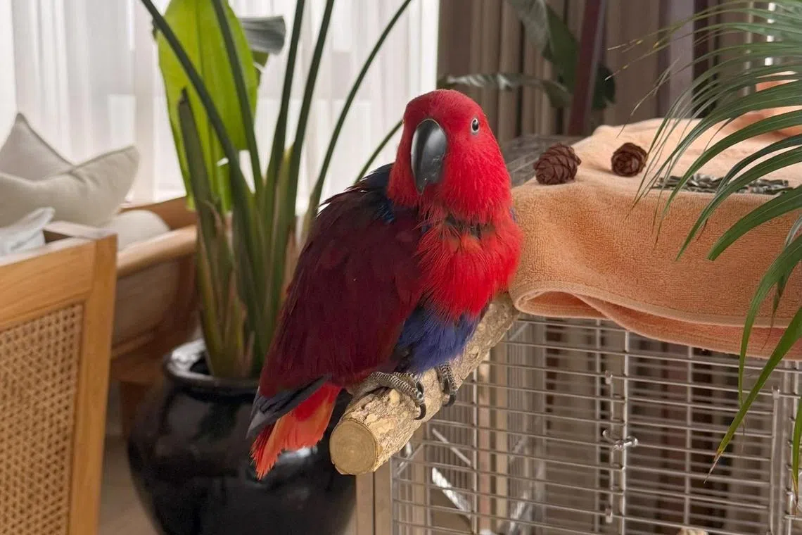 Cairns, a 14-year-old eclectus parrot, can say “hi”, “hello” and even “meow”.