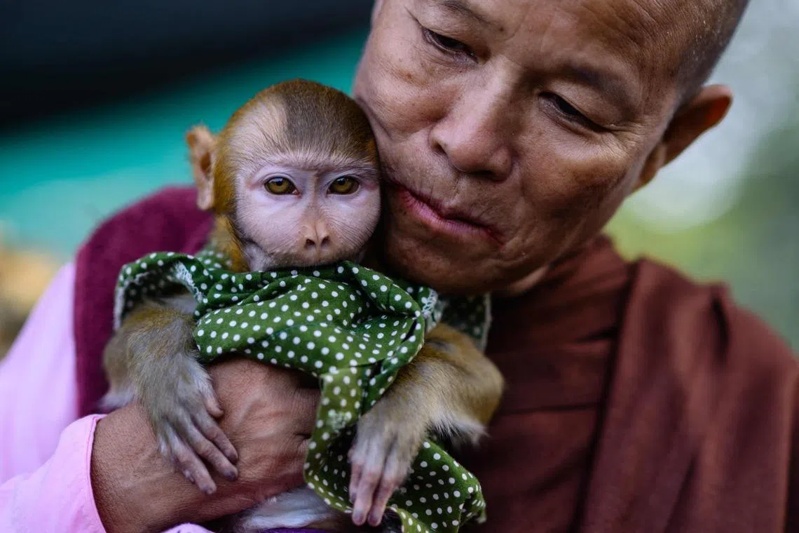 A Buddhist nun, or thilashin, holding her pet macaque at a wholesale banana market in Yangon, Myanmar on March 25, 2026. 