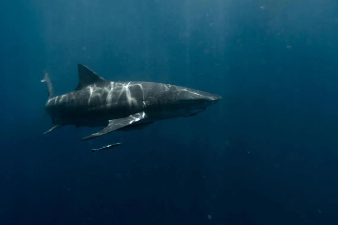 There are sharks in the Red Sea, but encounters with them are relatively rare.
