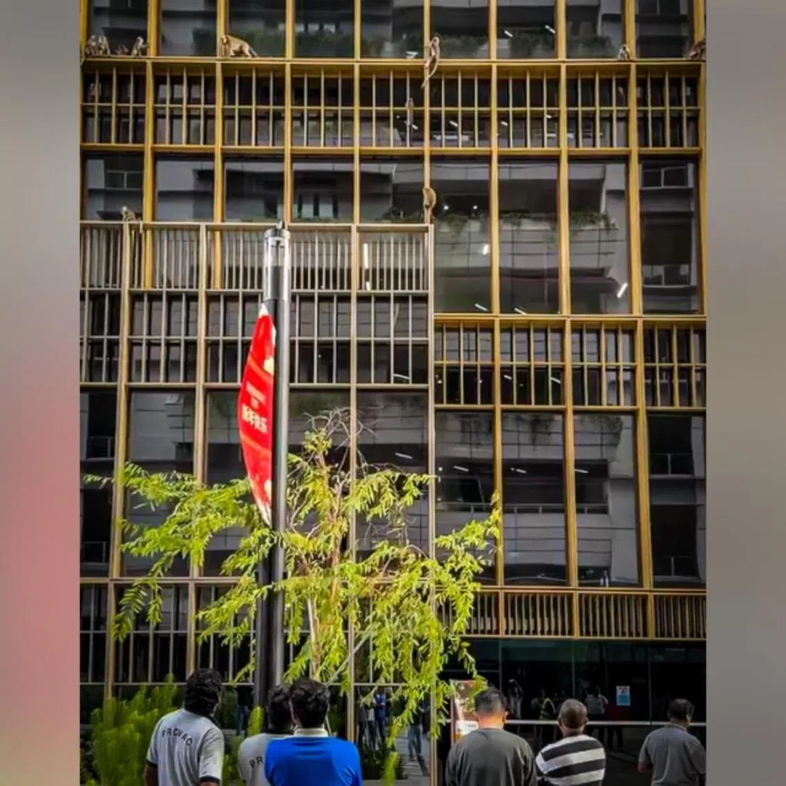 JTC Corporation, which runs the digital district, said it is working with the relevant authorities to reduce interactions between monkeys and built-up areas.