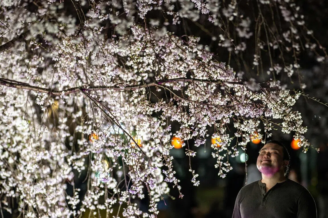 A man poses in front of a cherry blossom tree at Kinshi Park in Tokyo.