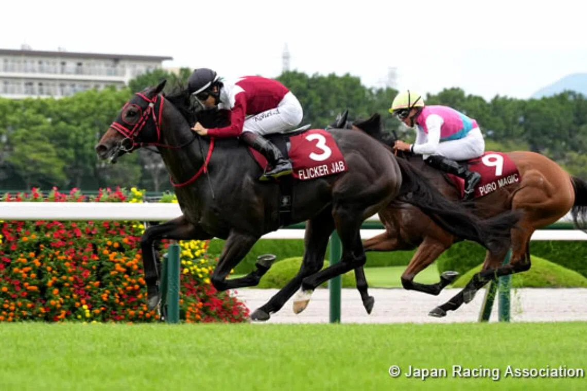 Flicker Jab (Kohei Matsuyama) unleashing a powerful turn of foot to collect the first prize in the Grade 2 Centaur Stakes (1,200m) in Hanshin on Sept 6.

PHOTO:  JRA
