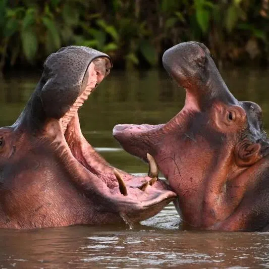 Colombia's first four hippos were illegally imported in the 1980s by the late drug trafficker Pablo Escobar, and the population has since grown largely unchecked. 