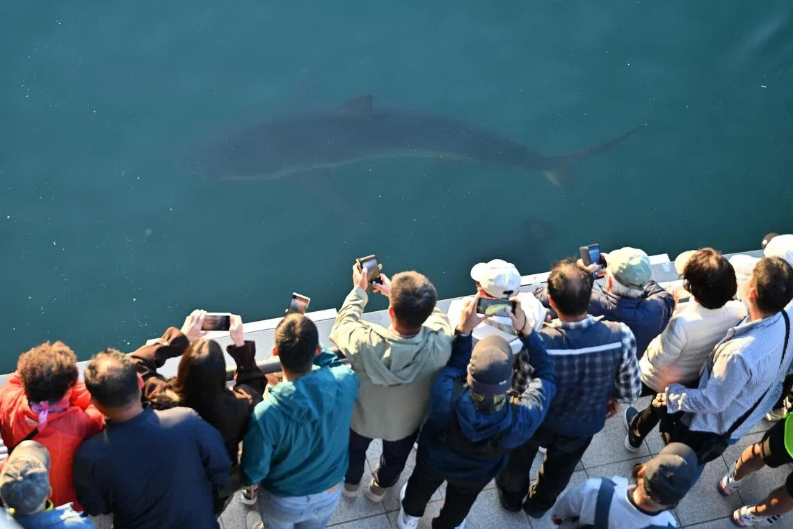 Bukang-i, an endangered dusky shark, was first spotted in the canal at Busan’s North Port Waterfront Park on Sept 18.