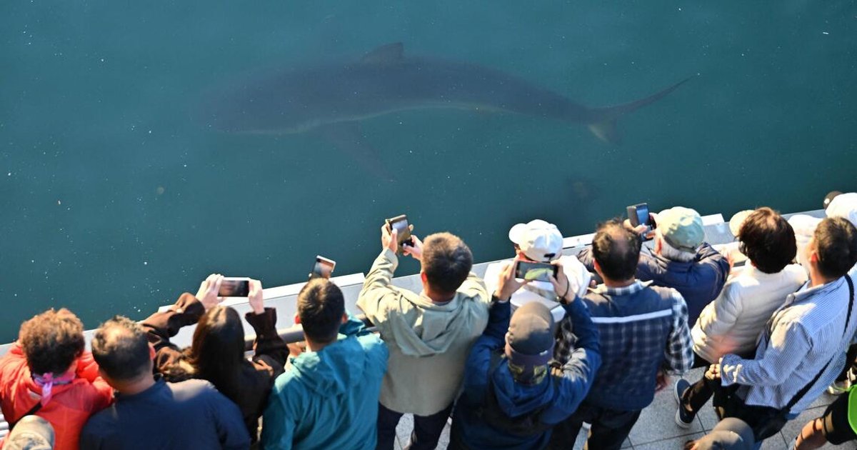Busan’s celebrity shark Bukang-i back in canal again, a day after returning to sea