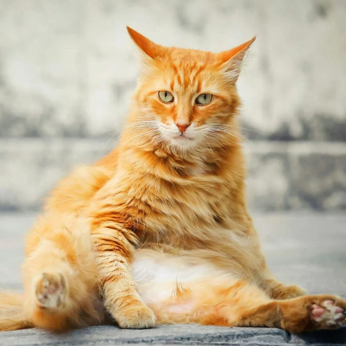  A biopharmaceutical company has begun a pilot study of a weight loss drug for cats with obesity.