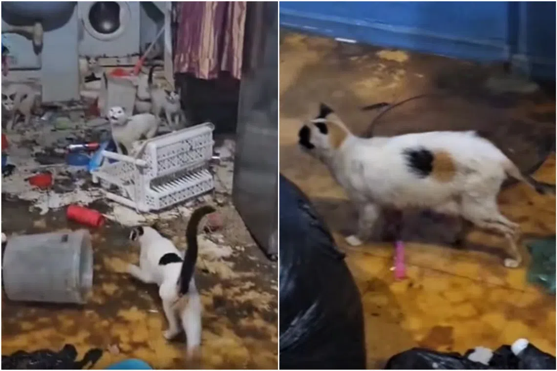 The animals had no food or water, and were left to fend for themselves in the unit, which was ridden with human waste after a sewage pipe burst.