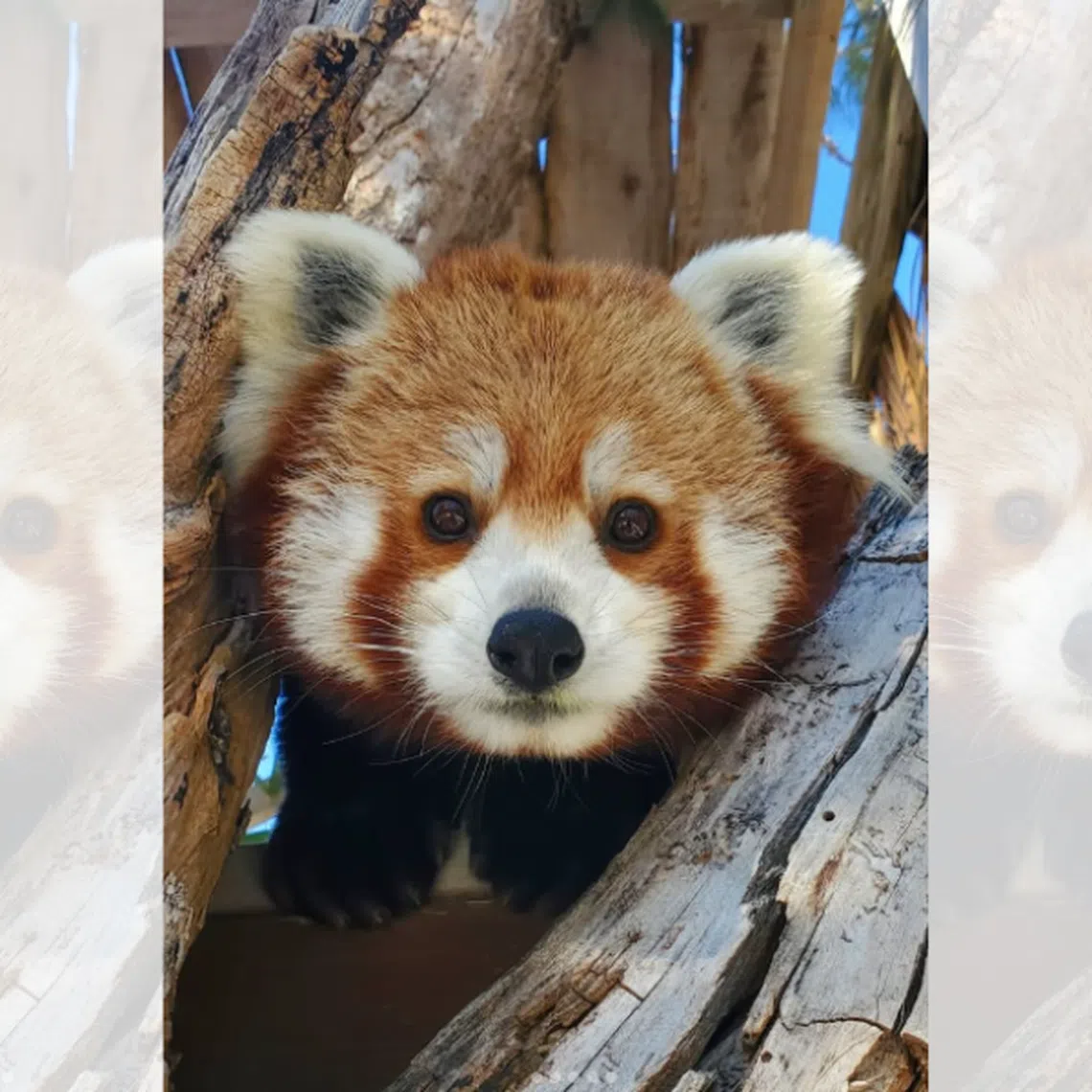 Star, the Henry Doorly Zoo’s only red panda, was described by her keepers as mellow, unusually attentive, and quick to learn.