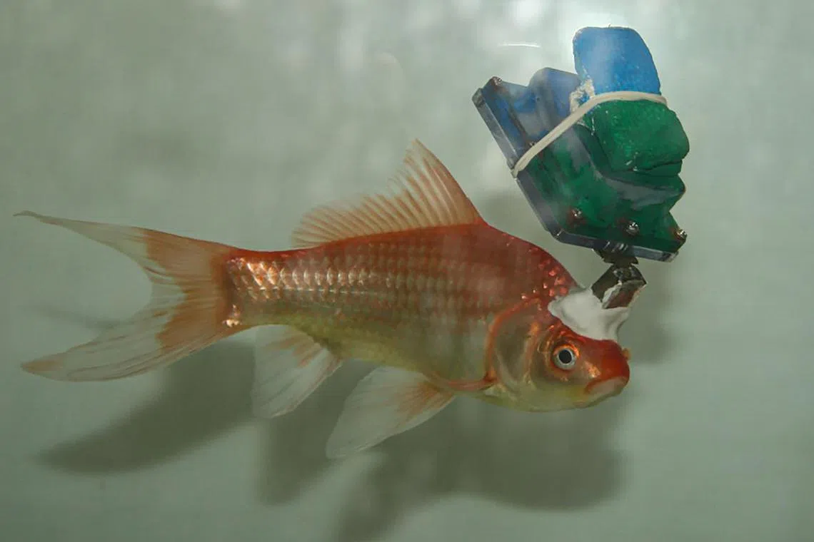 A small recording device mounted on the fish's forehead to monitor neuronal activity.