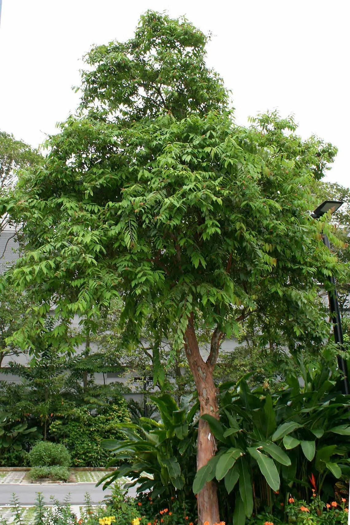 The Yellow Cow Wood tree species is the preferred host plant for caterpillars of butterflies such as the common grass yellow.
