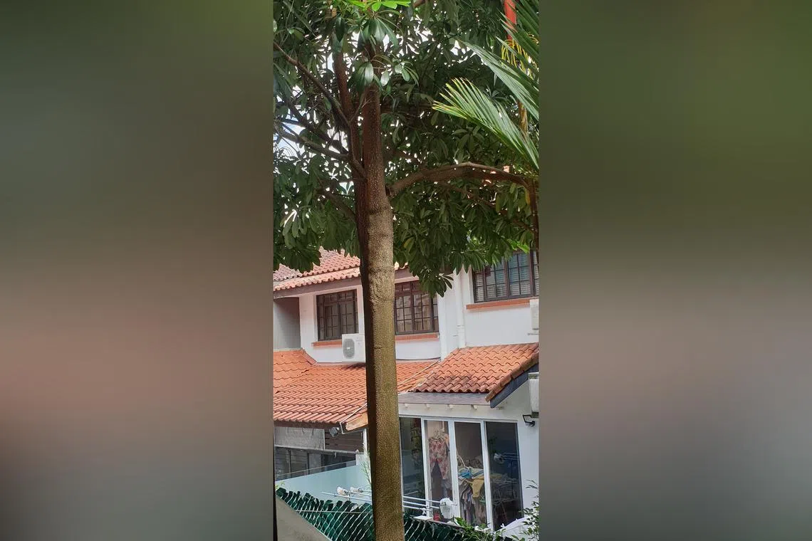 Alstonia trees are commonly planted in local landscapes and are not considered invasive.