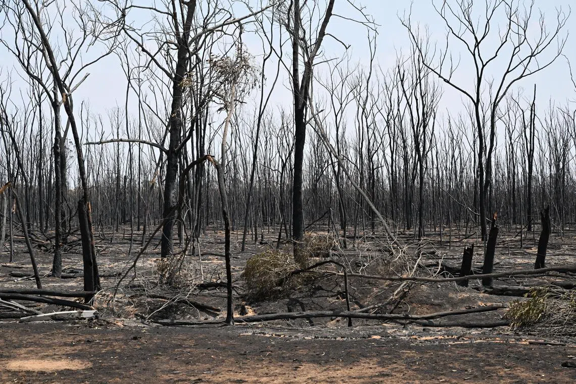 The remnants of bushland after bveing destroyed by bushfire in Queensland on Oct 26.