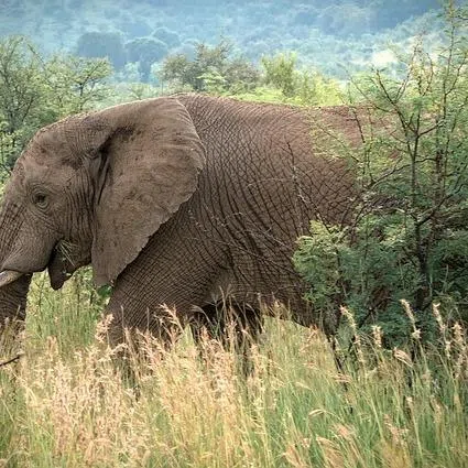 The elephant was believed to be a solitary bull and was not moving with a herd.