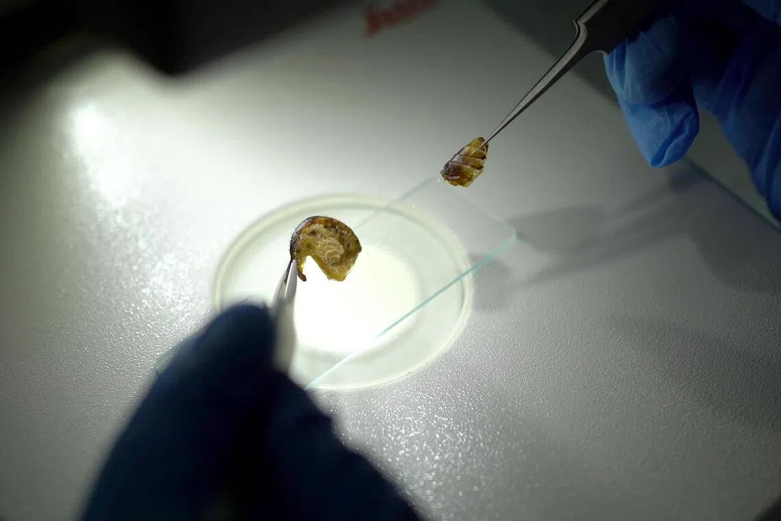 After dissecting the beetle, its gut contents are separated for processing and DNA analysis.