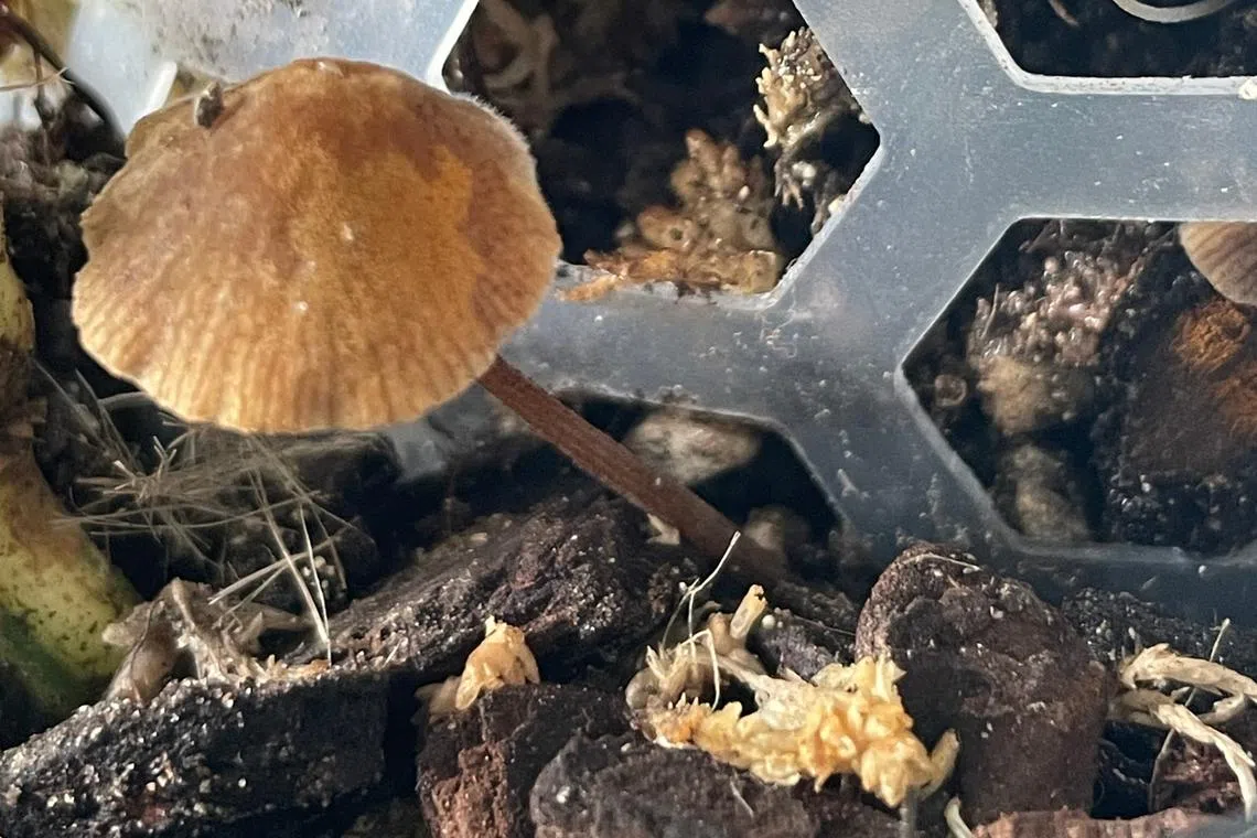 These mushrooms are generally harmless.