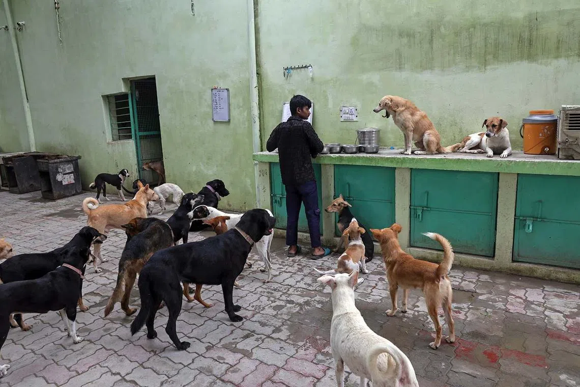 A caregiver tending to stray dogs in a dog shelter run by the Animal Rain Basera Trust in New Delhi, India, Aug 26, 2025. 