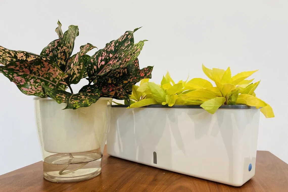 wwplant05 - Self-watering containers can be bought readily and they can be either flower pots or planter troughs. 


SOURCE AND CREDIT: WILSON WONG