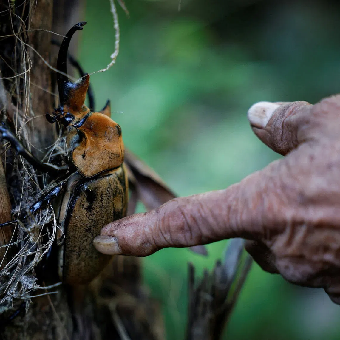 Gustavo Mo Cauich, 69, touches an elephant beetle at his home in the Maya community of Uh‑May, Quintana Roo state, Mexico, November 16, 2025. Historically marginalized, Maya populations in Mexico's southeast have long faced high poverty rates and limited access to services, and while the Mayan Train was promoted as a way to bring development to Indigenous Maya communities, many community activists say instead that their forests have been fragmented, communal lands eroded and traditions strained. For many Maya, the land over which it runs is their sacred inheritance, central to their identity and linking them to their ancestors. REUTERS/Daniel Becerril
