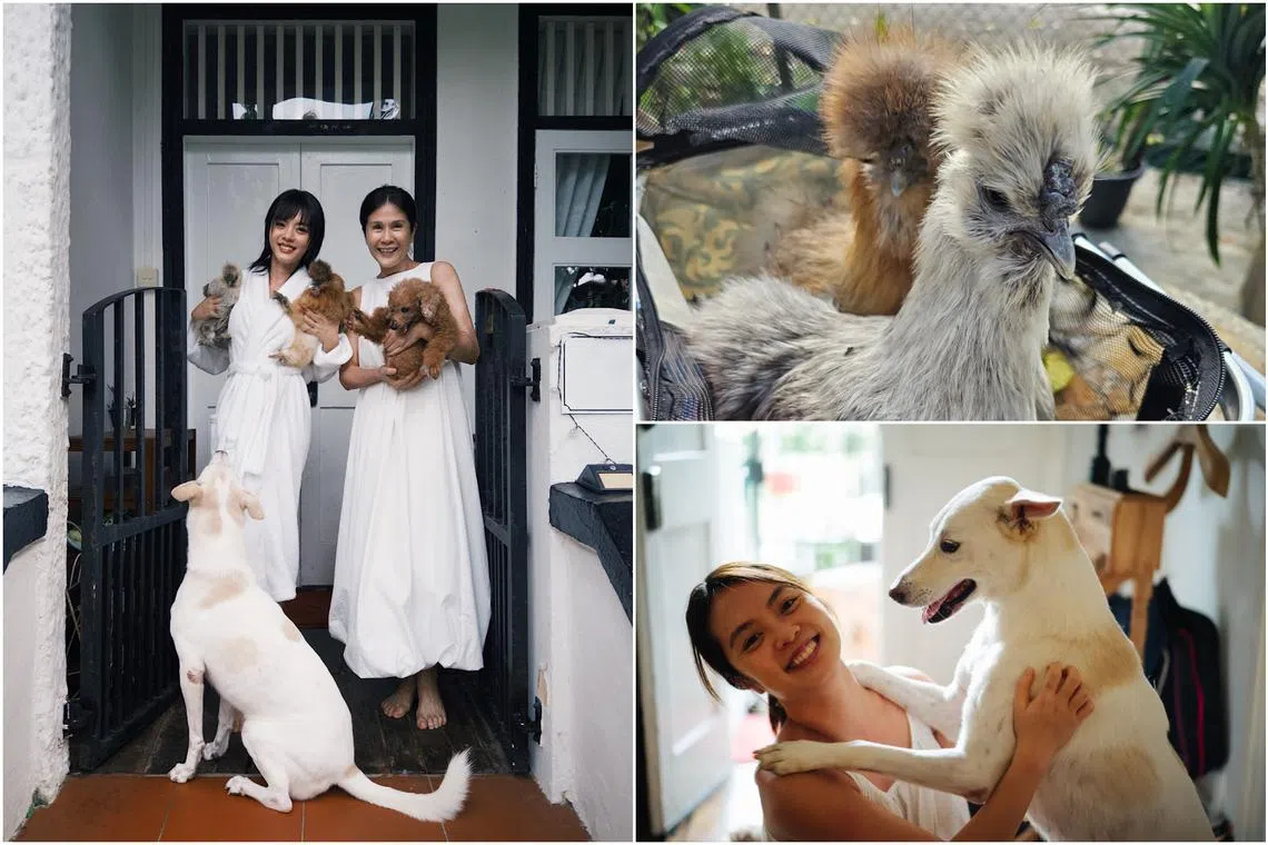 Actress Chantalle Ng (left) carrying her two Silkie chickens Happy and Fluffy, while her mother, veteran actress Lin Meijiao, carries their toy poodle Dasher, which died in 2024. They also have Pretty, a white Singapore Special.