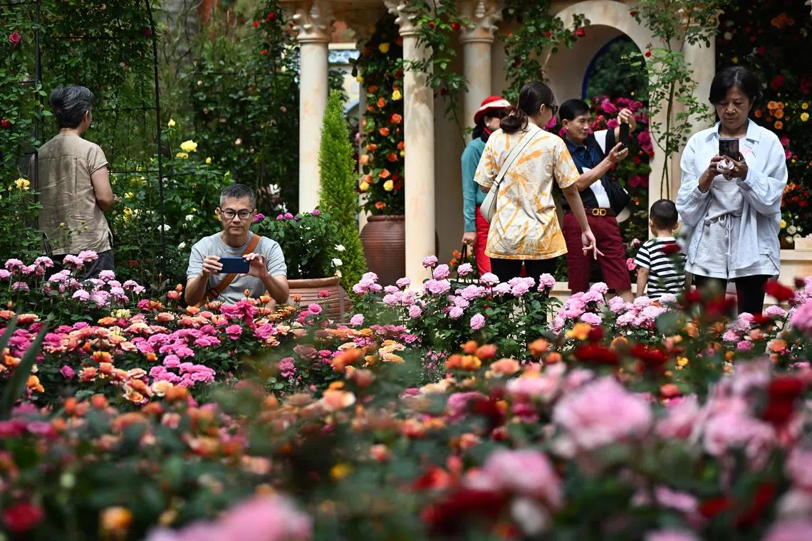 Visitors visiting and taking photos of the Rose Romance floral display at Flower Dome in Gardens by the Bay on June 2, 2024. The gardens has been crowned the most photographed gardens in the world with over 1.2 million Instagram hashtags.