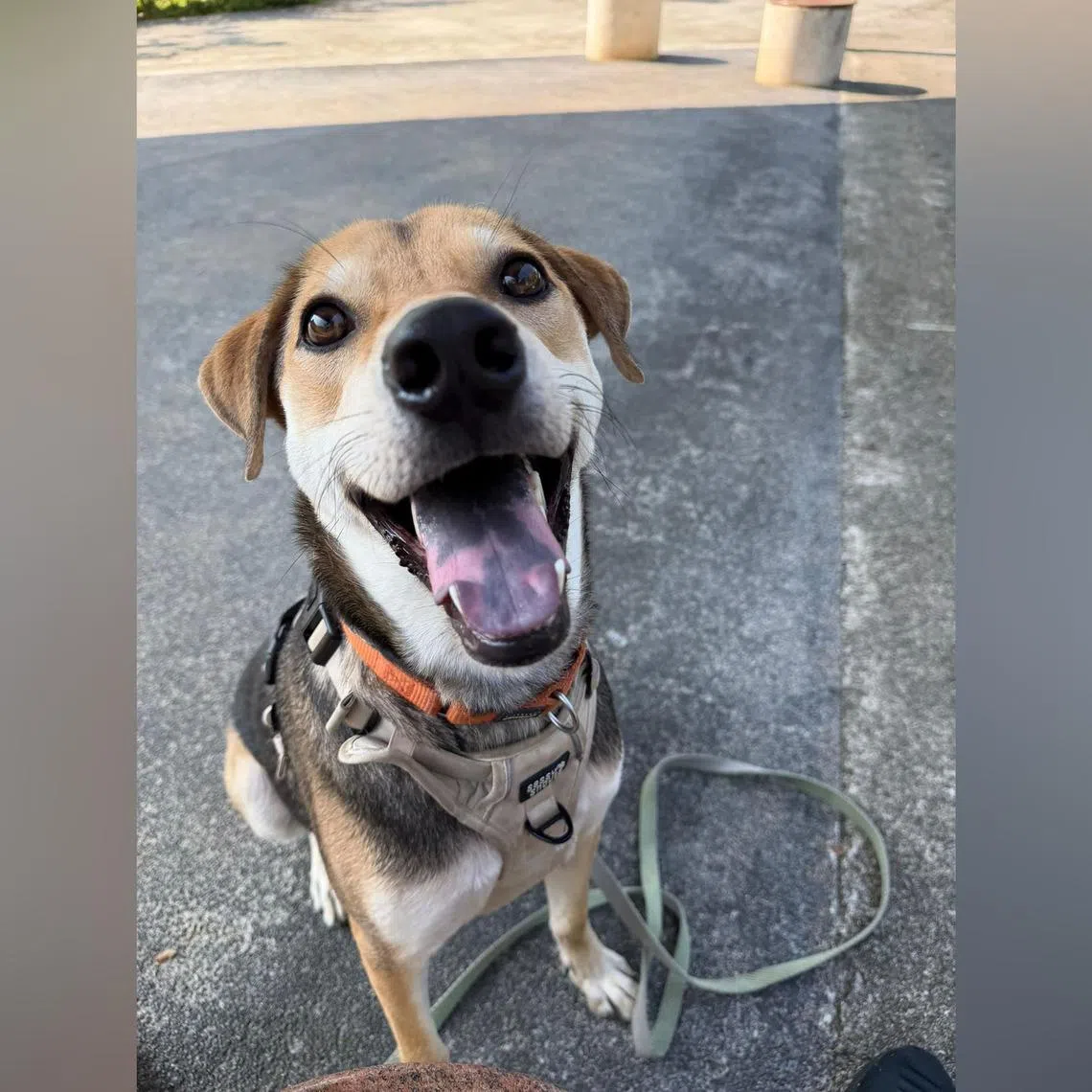 Jojo is an affectionate, human-loving Singapore Special. 